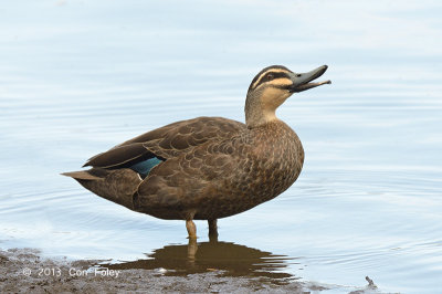 Duck, Pacific Black @ Hasties Swamp