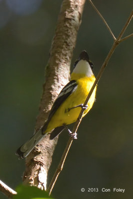 Boatbill, Yellow-breasted