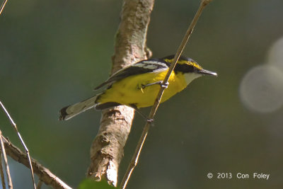 Boatbill, Yellow-breasted @ Stewart Creek Rd