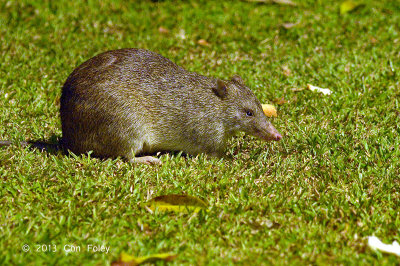 Northern Brown Bandicoot @ Red Mill House