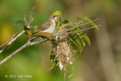 Honeyeater, Brown-backed @ Daintree River