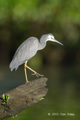 Heron, White-faced @ Daintree River