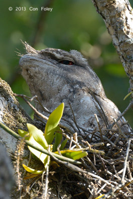 Frogmouth, Papuan (male) @ Daintree River