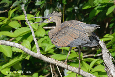 Heron, Great-billed @ Daintree River