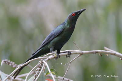 Starling, Metallic @ Cattana Wetlands