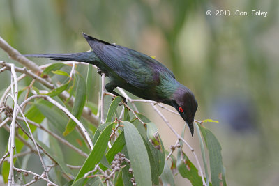 Starling, Metallic @ Cattana Wetlands