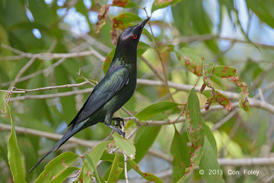 Starling, Metallic @ Cattana Wetlands