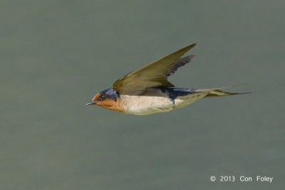Swallow, Welcome @ Cattana Wetlands