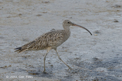 Curlew, Eastern (juv) @ Esplanade, Cairns