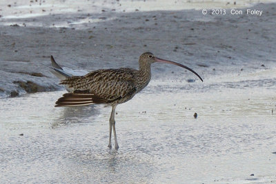 Curlew, Eastern @ Esplanade, Cairns