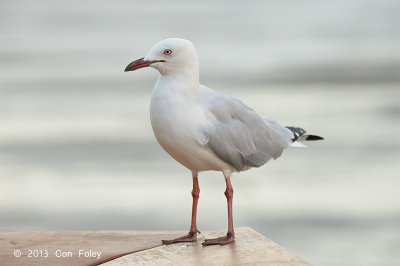 Gull, Silver @ Esplanade, Cairns
