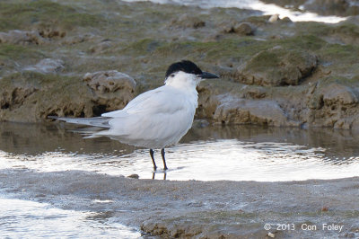 Tern, Gull-billed @ Esplanade, Cairns