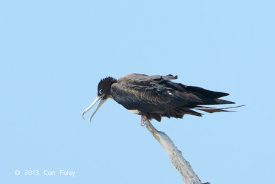 Frigatebird, Lesser @ Michaelmas Cay