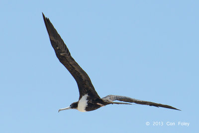 Frigatebird, Lesser @ Michaelmas Cay