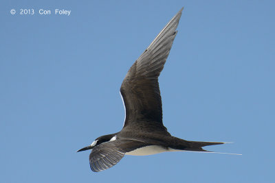 Tern, Sooty @ Michaelmas Cay