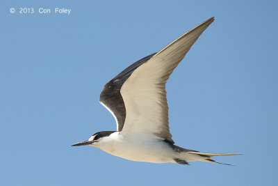 Tern, Sooty @ Michaelmas Cay