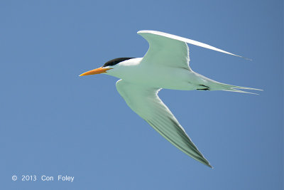 Tern, Lesser-crested (breeding) @ Michaelmas Cay
