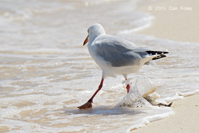 Gull, Silver @ Michaelmas Cay