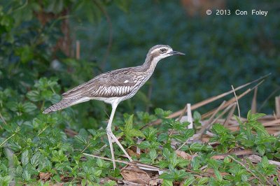 Stone-curlew, Bush @ Cairns cemetery