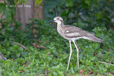 Stone-curlew, Bush @ Cairns cemetery