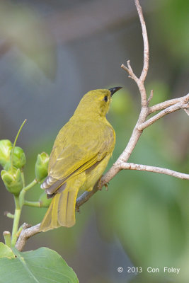 Honeyeater, Yellow @ Cairns cemetery