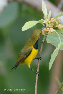 Sunbird, Olive-backed