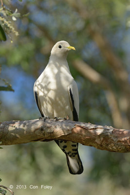 Pigeon, Torresian Imperial