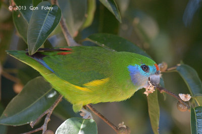 Parrot, Double-eyed (female) @ Lake Eacham
