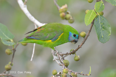 Parrot, Double-eyed (female) @ Cairns cemetery