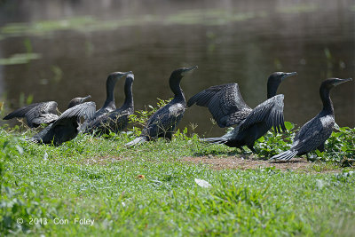 Cormorant, Little Black @ Centenary Lakes, Cairns