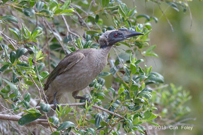 Friarbird, Helmeted