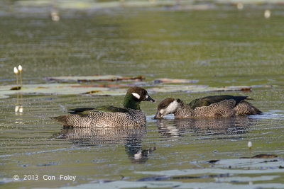 Goose, Green Pygmy @ Cattana Wetlands