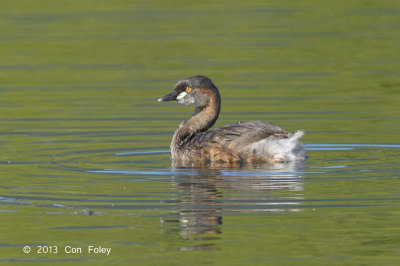 Grebe, Australasian