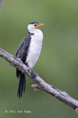 Cormorant, Little Pied @ Stewart Creek Rd