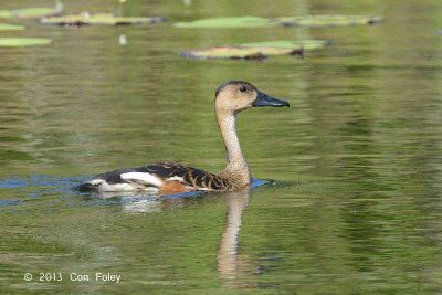 Duck, Wandering Whistling @ Cattana Wetlands