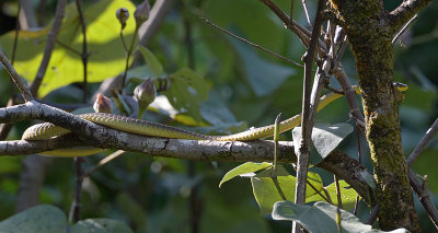 Green Tree Snake @ Daintree River