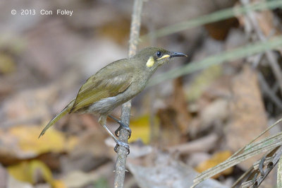 Honeyeater, Yellow-spotted