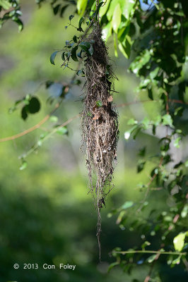 Gerygone, Large-billed (nest) @ Daintree River