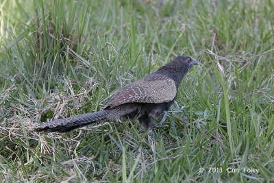 Coucal, Pheasant @ Stewark Creek Rd, Daintree