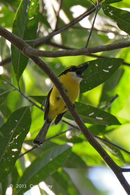 Boatbill, Yellow-breasted @ Stewart Creek Rd