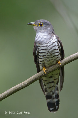 Cuckoo, Indian (adult male) @ Bidadari