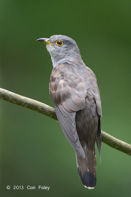 Cuckoo, Indian
