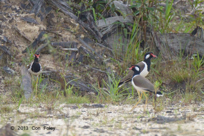 Lapwing, Red-wattled