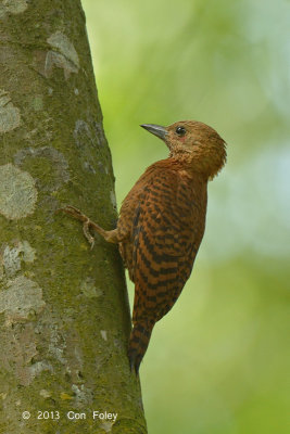Woodpecker, Rufous (male) @ Bidadari