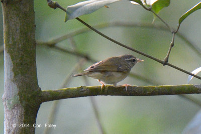 Warbler, Sakhalin Leaf @ Bukit Timah