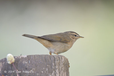 Warbler, Dusky @ Lake Chiang Saen