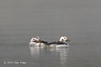 Duck, Long-tailed @ Lake Chiang Saen