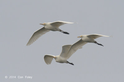 Egret, Cattle @ Lake Chiang Saen