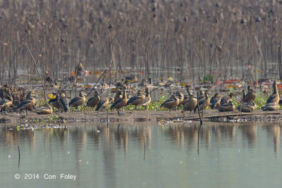 Duck, Lesser Whistling @ Lake Chiang Saen