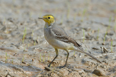 Wagtail, Citrine @ Lake Chiang Saen